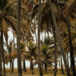 leonardo-vieira-q5jPfNmTx78-unsplash